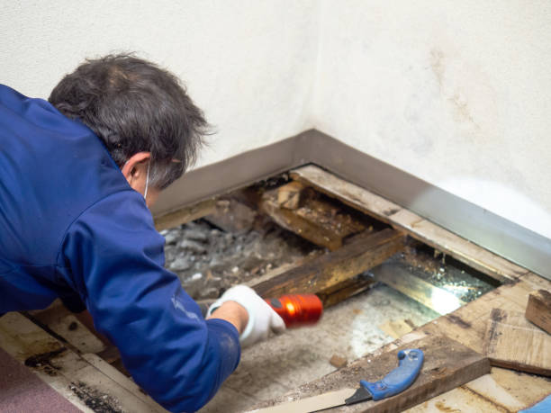 Madison, OH Mold Removal Company