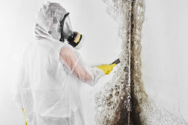 Best Mold Remediation Experts  in Madison, OH