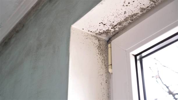 Best Commercial Mold Removal  in Madison, OH