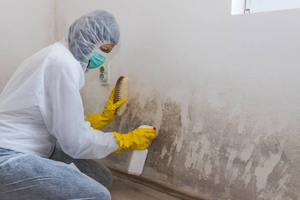 Best Commercial Mold Removal  in Madison, OH