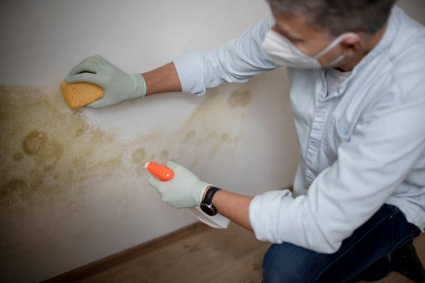 Best Black Mold Removal  in Madison, OH