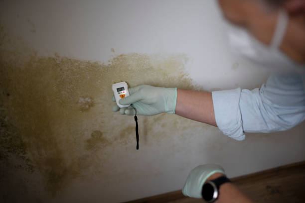 Best Toxic Mold Removal  in Madison, OH