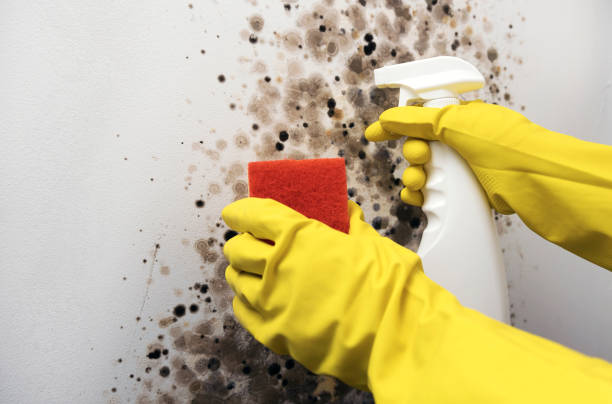 Best Mold Remediation Experts  in Madison, OH
