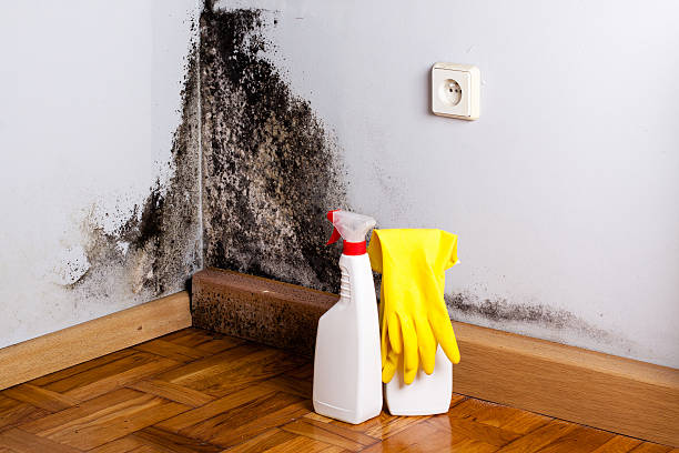 Best Mold Removal Specialists  in Madison, OH