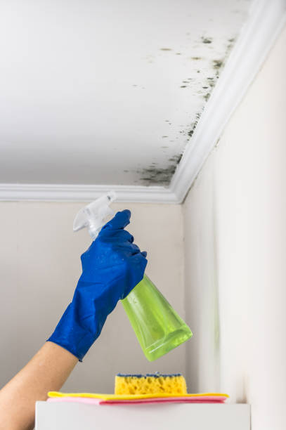 Best Fast Mold Removal  in Madison, OH